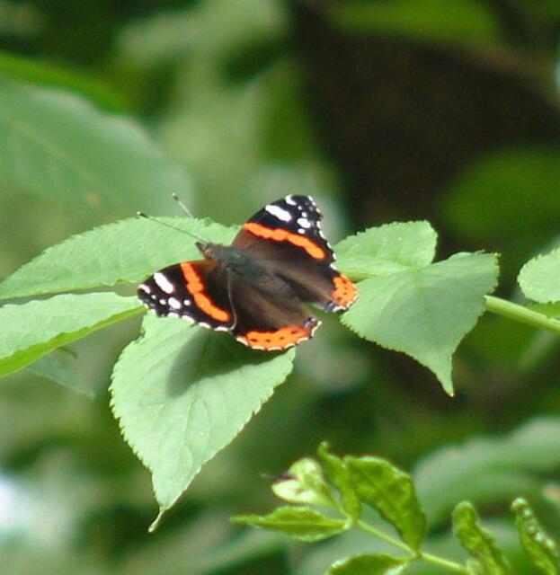 Der Admiral, der jeden Sommer aus dem Mittelmeerraum zu uns wandert, um sich hier fortzupflanzen, fand hier im lichten Auwald ein sonniges Plätzchen.