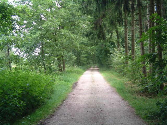 Der Weg von Schrobenhausen nach Hörzhausen ist sehr abwechslungsreich, hier mal wieder waldig.