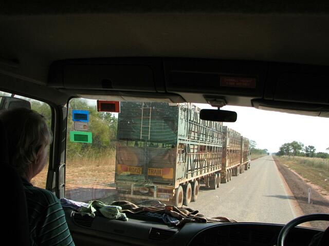 ... Rindertransport mit Roadtrain ...