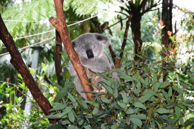 ... und ewig müde verpennt ein Koala den Tag ...