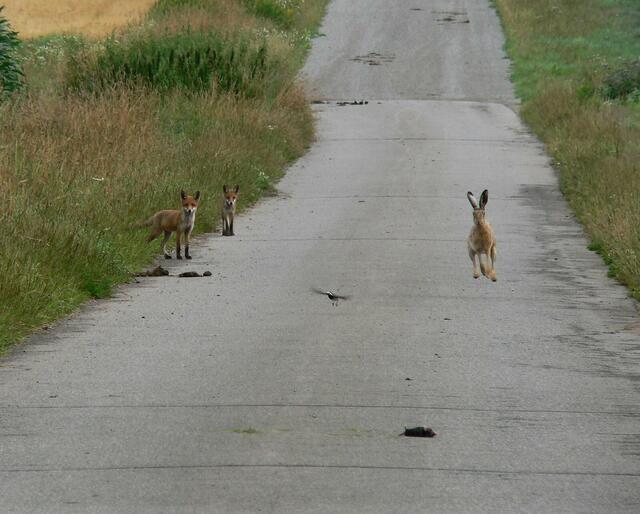 Hase hoppelt, Vogel fliegt, Füchse sind neugierig.