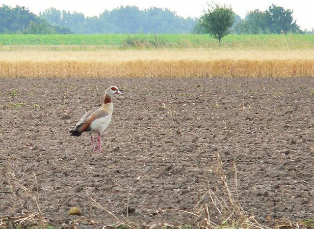 Ein Feld weiter watschelte eine Nilgans.