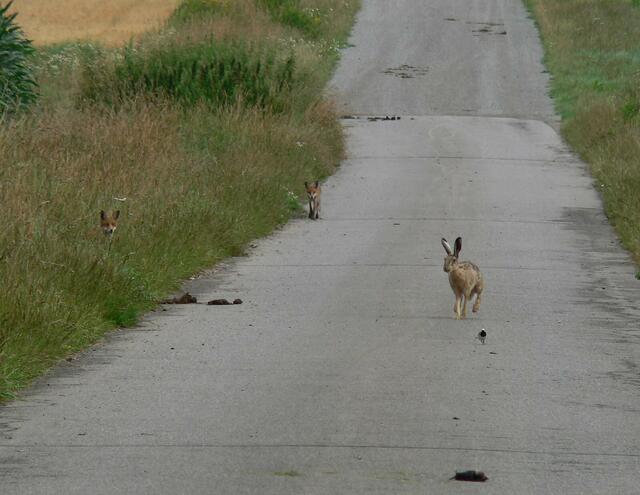 Ensemble mit Bachstelze, Hase, Maulwurf (tot) und zwei jungen Füchsen.