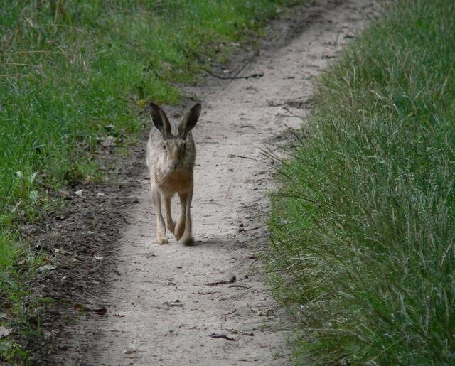 Dieser Hase hoppelte auf mich zu.