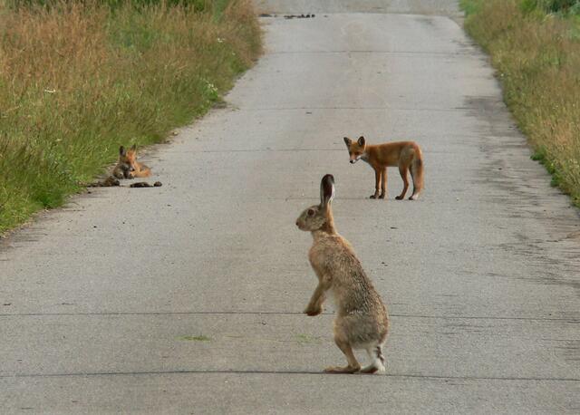 Fuchs links wartet im Liegen ab. Der Hase zieht alle Register.