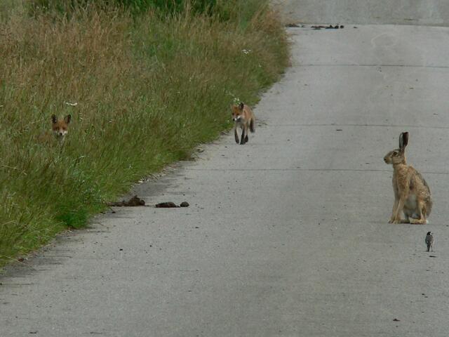 Zwei Füchse, ein Hase und eine Bachstelze. Ein Begegnung der besonderen Art.