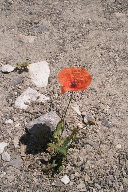 einsam und verlassen eine kleine Mohnblume auf dem steinernen Parkplatz vor dem Haus