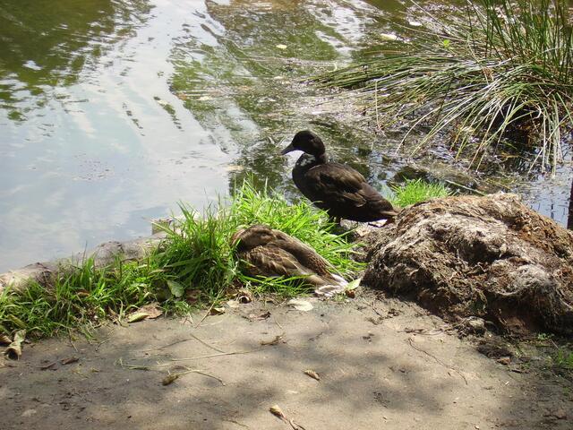 Zu jeder Zeit hatten wir immer Enten um uns herrum laufen bzw. Schwimmen