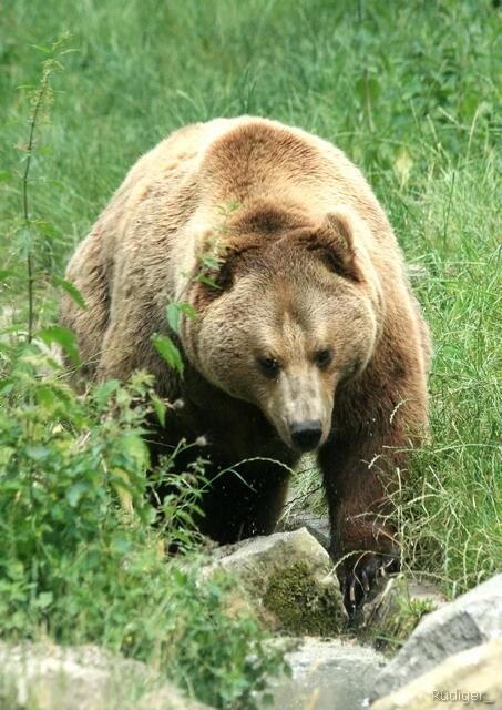 Braunbär