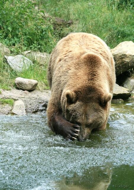 Braunbär