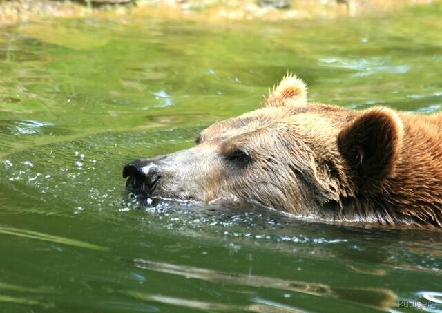 Braunbär