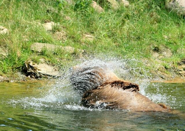 Braunbär