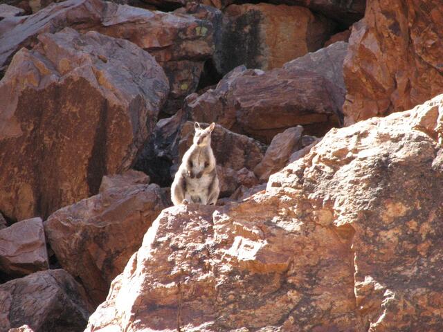 ... Rockwollaby in Simpsons Gap ...