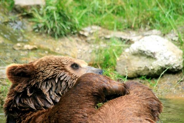 Braunbär