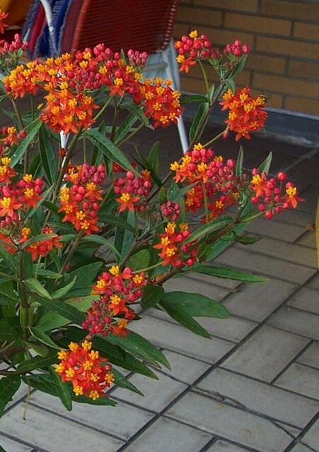 Teilansicht des Asclepias curassavica in schönster Blüte