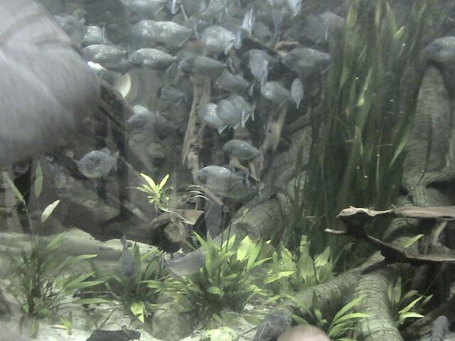 Piranjas
