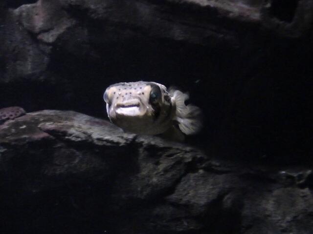 Kugelfisch