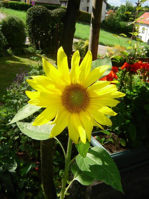 Sonnenblume