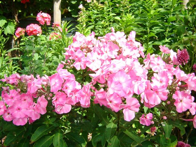 Phlox  (auch als Flammenblume bekannt)
