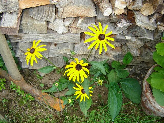 gelber Sonnenhut ( Rudbeckia fulgida )