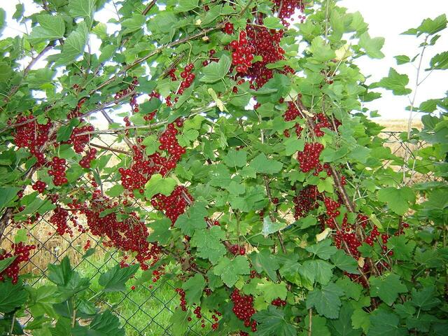 Johannisbeeren