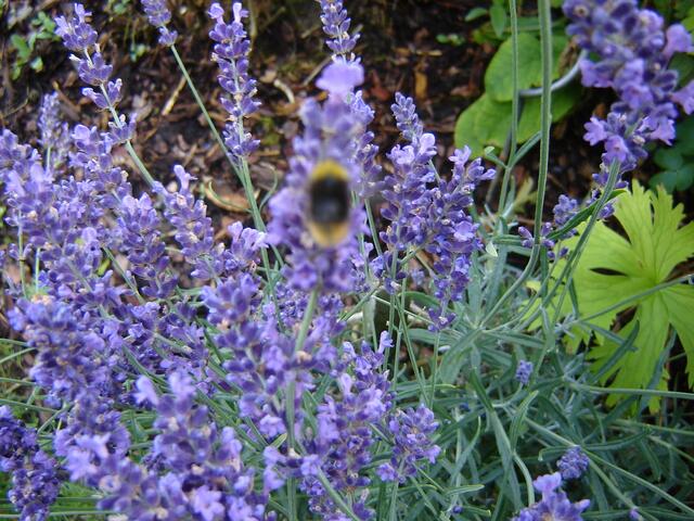 Lavendel mit Besucher
