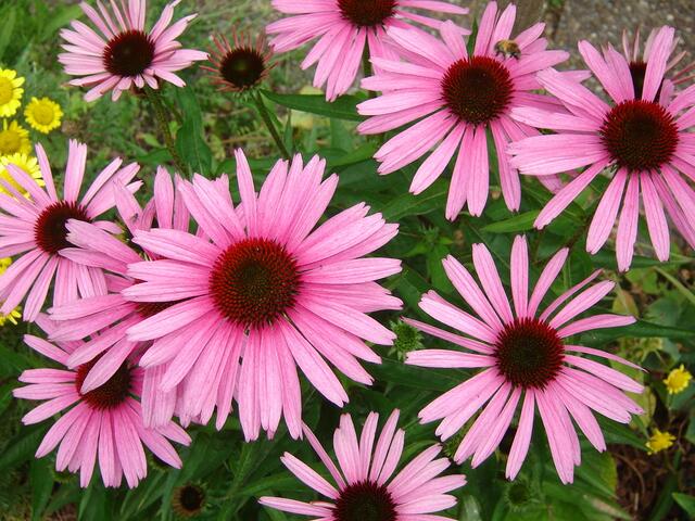 roter Sonnenhut ( Echinacea purpurea )