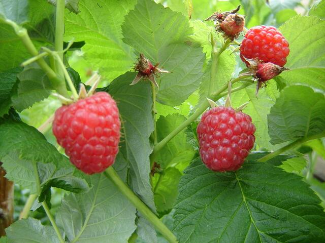 saftige und süße Himbeeren