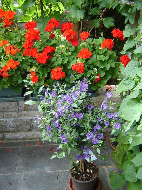 Geranien und "blauer Enzian"