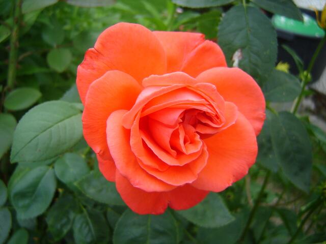 orange Rose