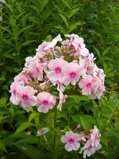 rosa Phlox  (Phlox paniculata)
