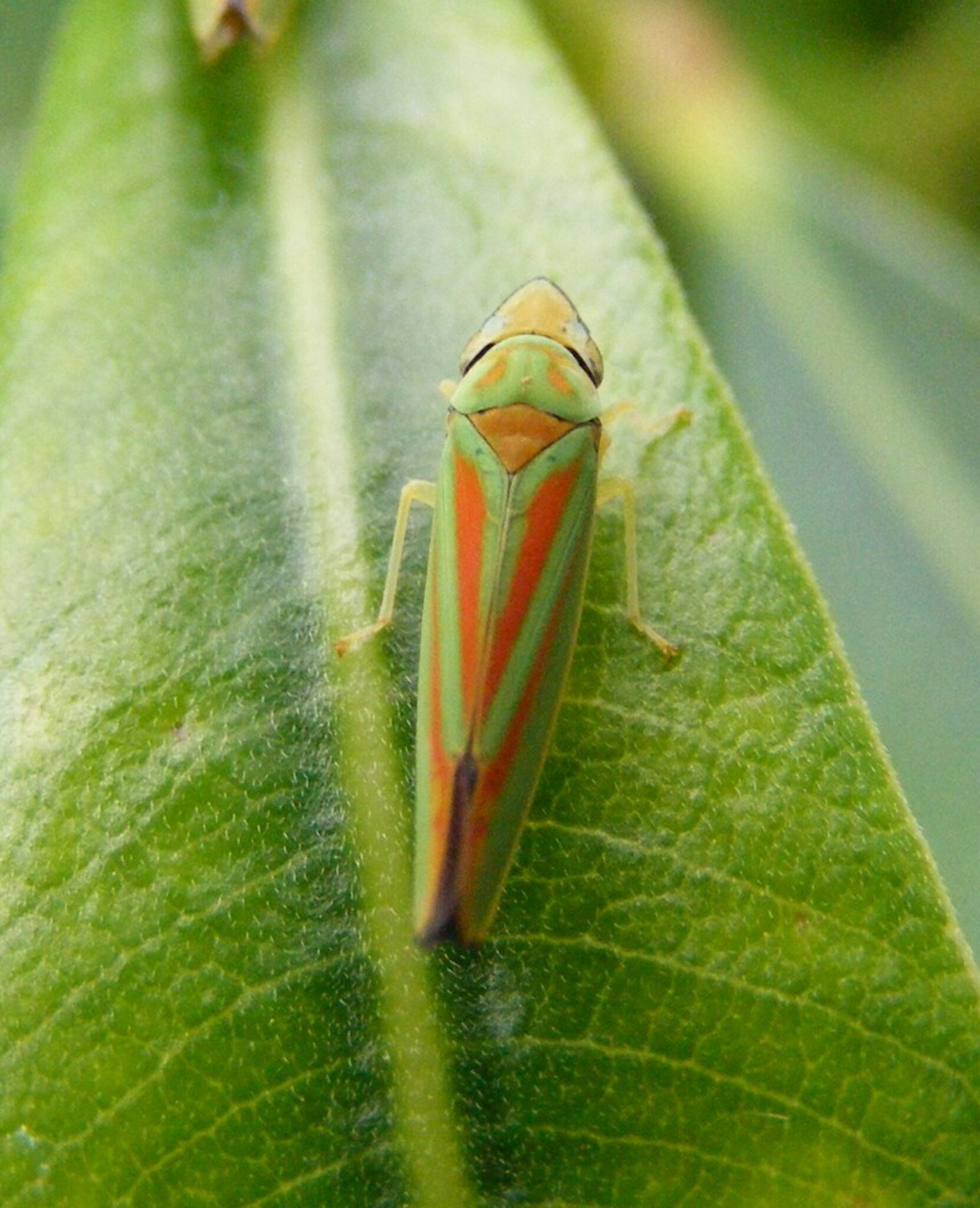 Minigrashpfer - Springe