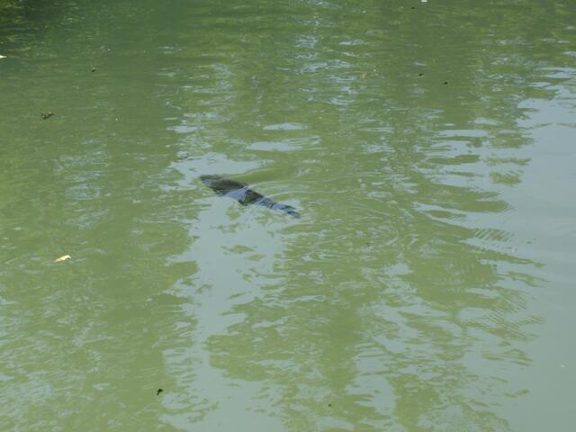 Fische auch