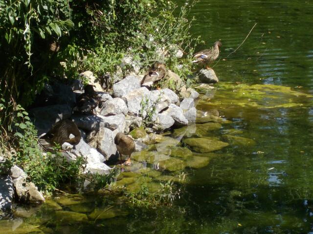 Enten sind natürlich vorhanden