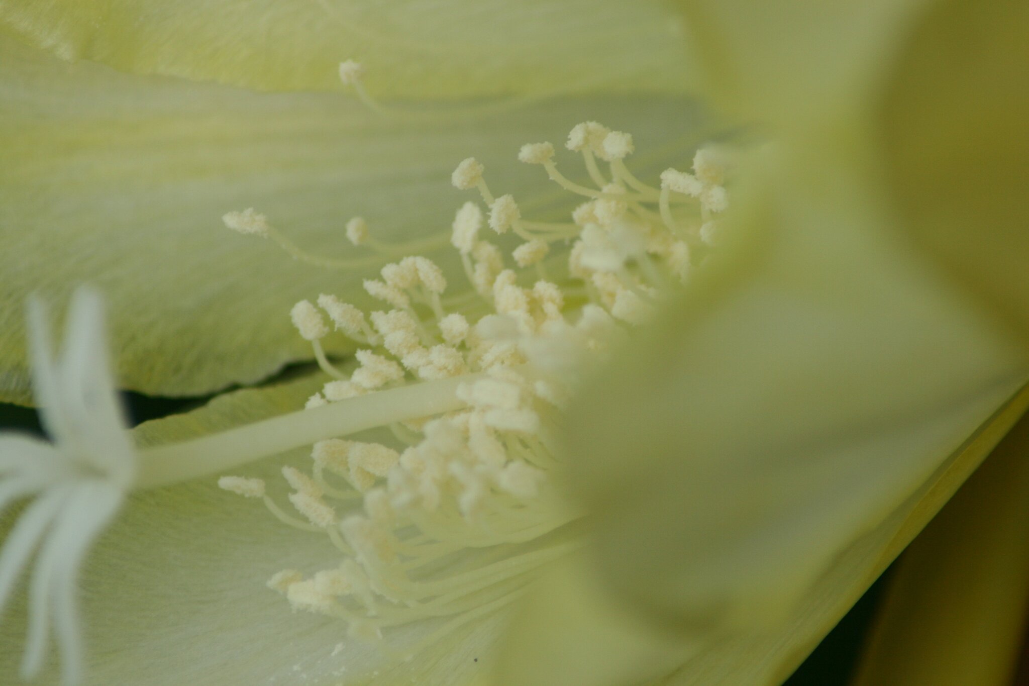 Gelber Blattkaktus  Epiphyllum - Aichach