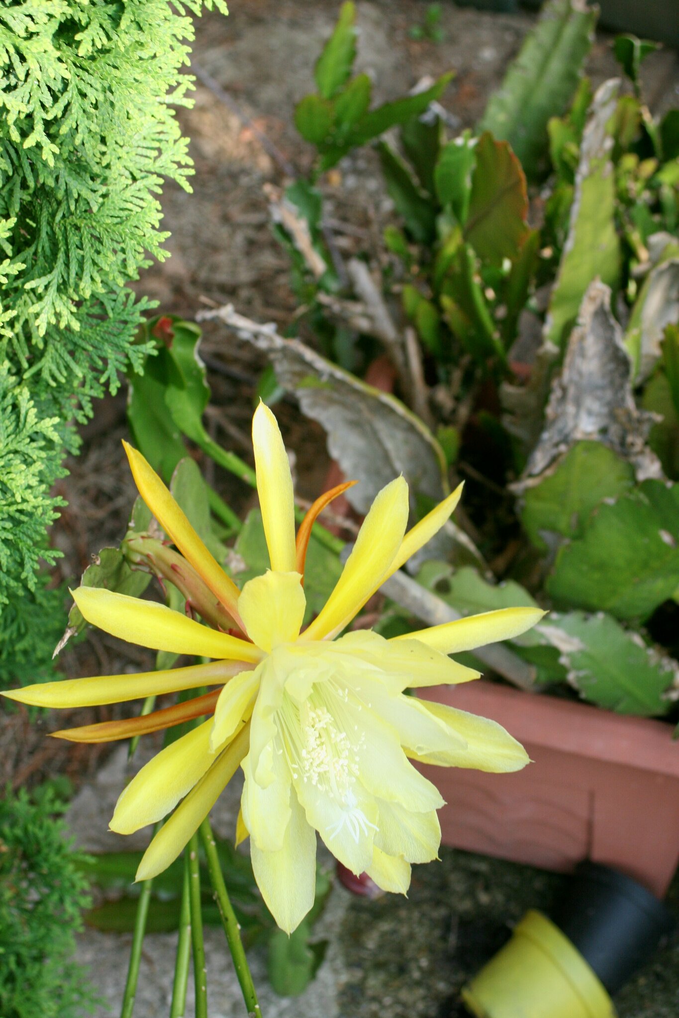 Gelber Blattkaktus  Epiphyllum - Aichach