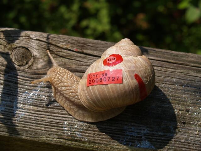 Weinbergschnecke Nummer DREI: Chriss