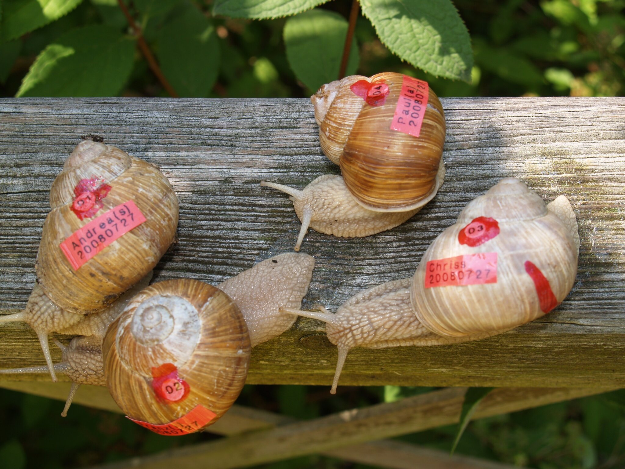 Neue Mitglieder bei der WeinbergschneckenGartenfamilie Gladenbach