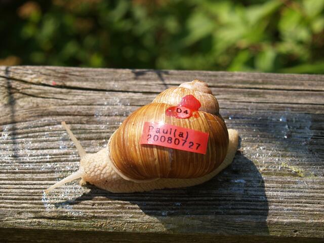 Weinbergschnecke Nummer VIER: Paul(a)