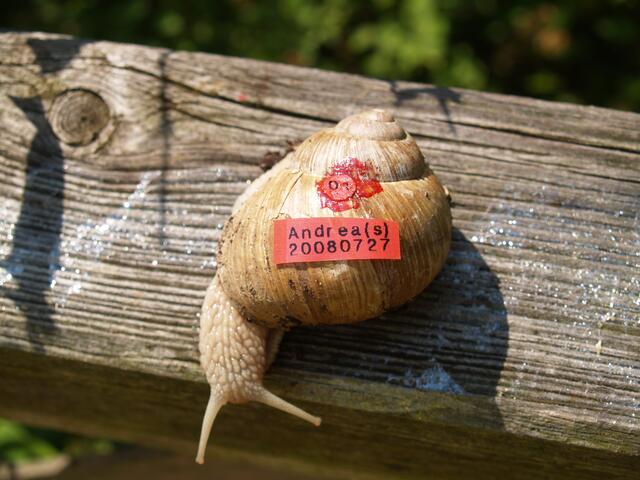 Weinbergschnecke Nummer EINS: Andrea(s)