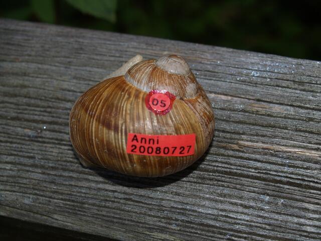 Weinbergschnecke Nummer FÜNF: Anni