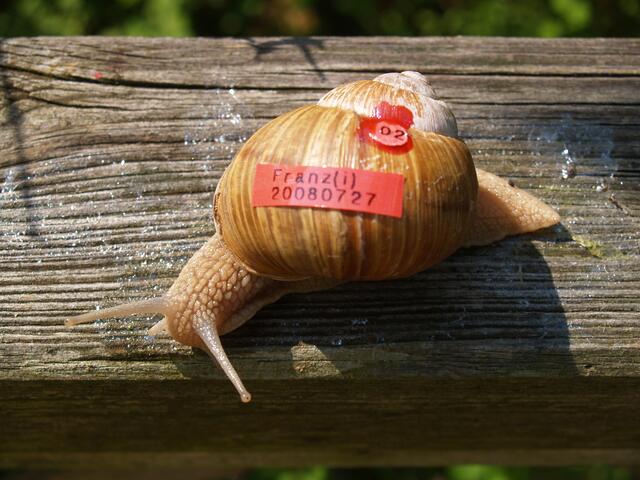 Weinbergschnecke Nummer ZWEI: Franz(i)