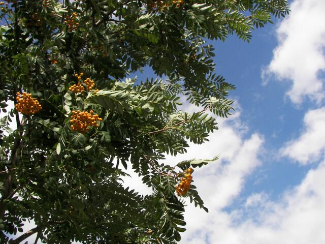 eine ganz neue Art von Puzzle