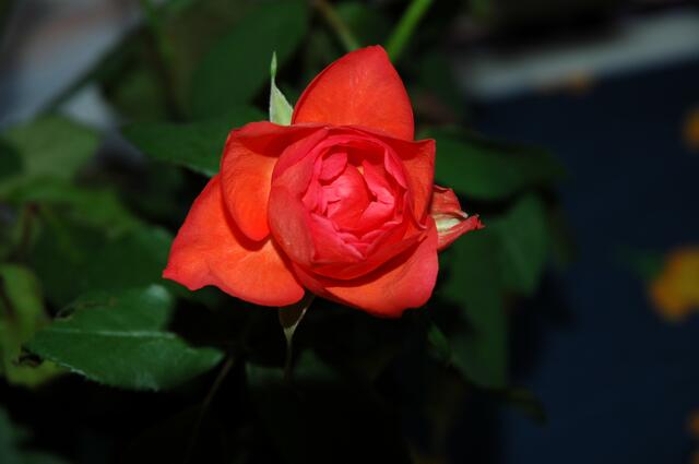 Auch bei der Pflege der Rose, der ganz persönlichen Rosen und der im Garten, sollte ich ganz behutsam und sachte vorgehen. Gehen Sie aber vor allem auch mit sich selbst behutsam um! Ihnen eine behütete Zeit: Machen Sie es gut!