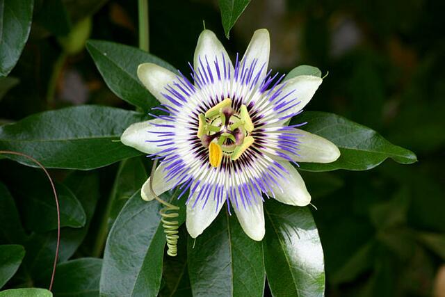 Blaue Passionsblume (Passiflora caerulea)