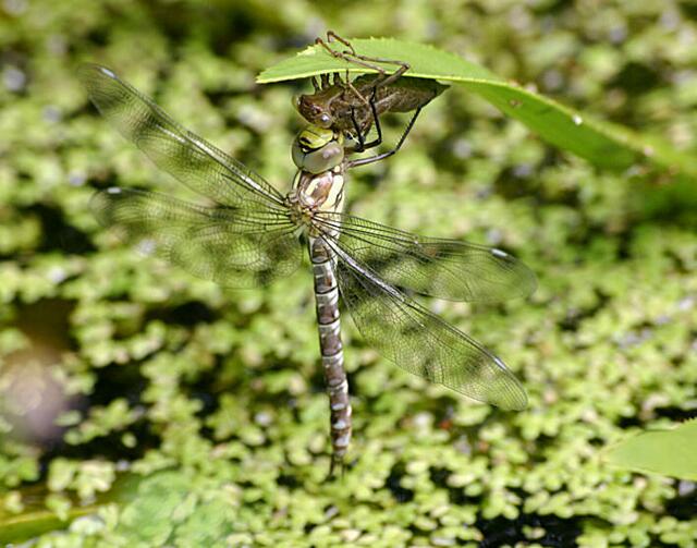 die Flügel spreizen sich zum Jungfernflug