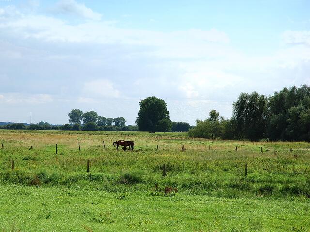 Flusslandschaft der Aller und Leine