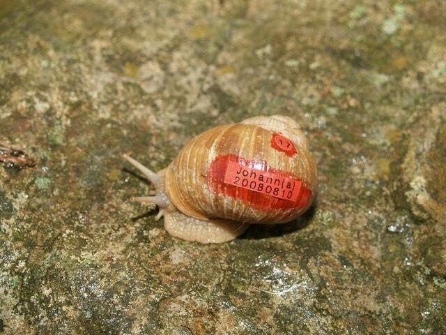 Weinbergschnecke Nummer SIEBZEHN: Johann(a)