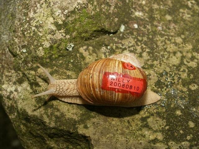 Weinbergschnecke Nummer VIERZEHN: WILLY