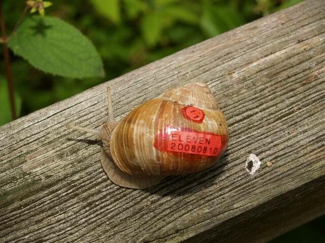 Weinbergschnecke Nummer ELF: ELEVEN